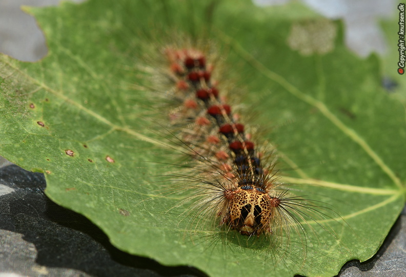Løvskovsnonne (Lymantria dispar) - DSC_2787.JPG DSC_2787.JPG