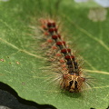 Løvskovsnonne  (Lymantria dispar)