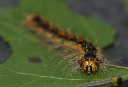  Løvskovsnonne ( Lymantria dispar)