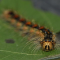  Løvskovsnonne ( Lymantria dispar)