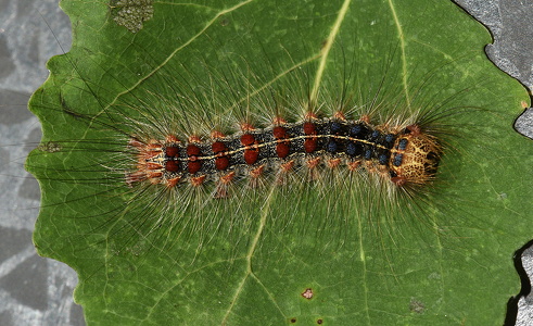  Løvskovsnonne ( Lymantria dispar)