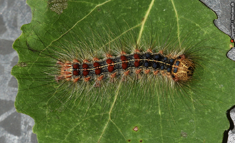 DSC_2784.JPG