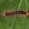  Løvskovsnonne ( Lymantria dispar)