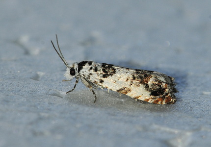 Brandbægerfrøvikler (Eucosma campoliliana)