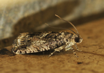 Orthotaenia undulana