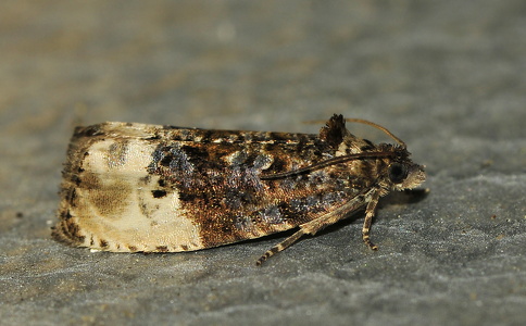 Grå Knopvikler (Hedya nubiferana)