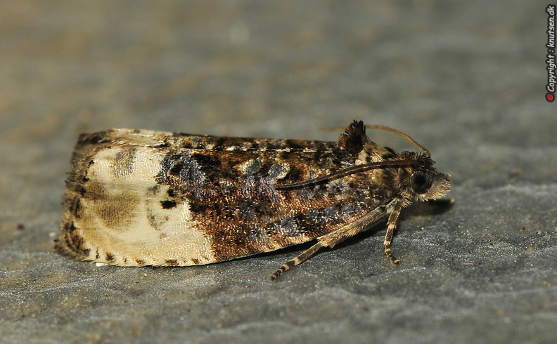 _DSC5462 Grå Knopvikler (Hedya nubiferana).JPG