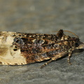 Grå Knopvikler (Hedya nubiferana)