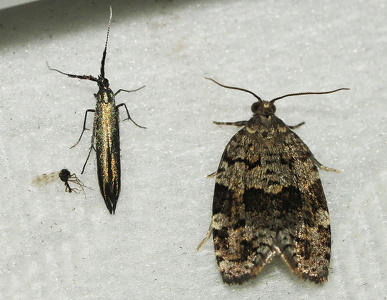 Choristoneura diversana 