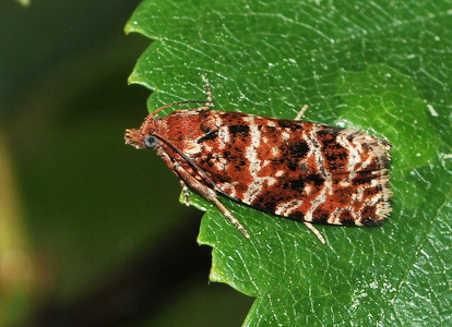 Litografilyngvikler (Phiaris schulziana)