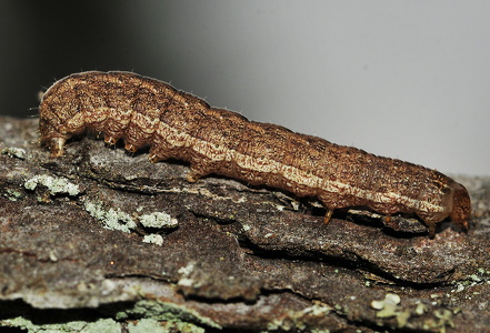 Gulmærket Glansugle (Xestia xanthographa)