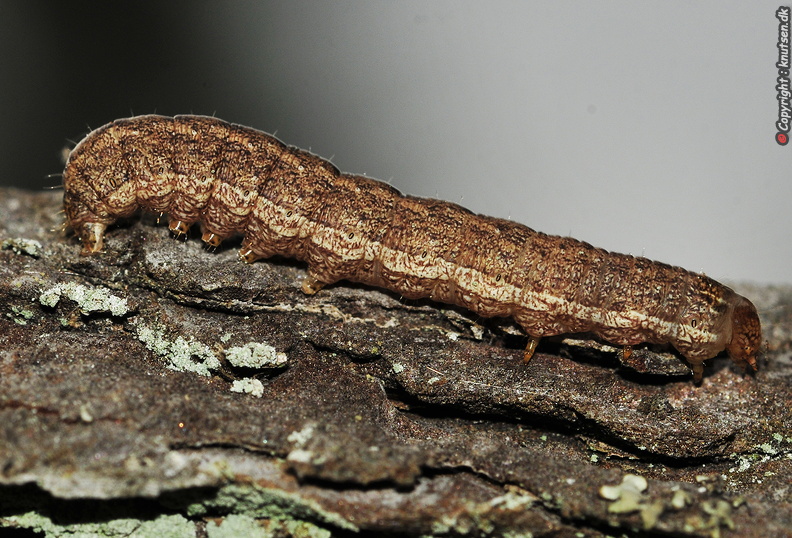 _DSC0943 Gulmærket Glansugle Xestia xanthographa.JPG