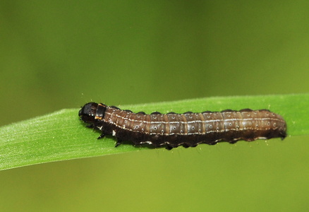 Satellitugle-larve (Eupsilia transversa)