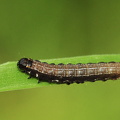 Satellitugle-larve (Eupsilia transversa)