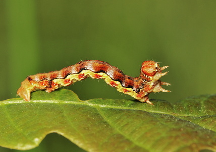 Stor frostmåler (Erannis defoliaria)