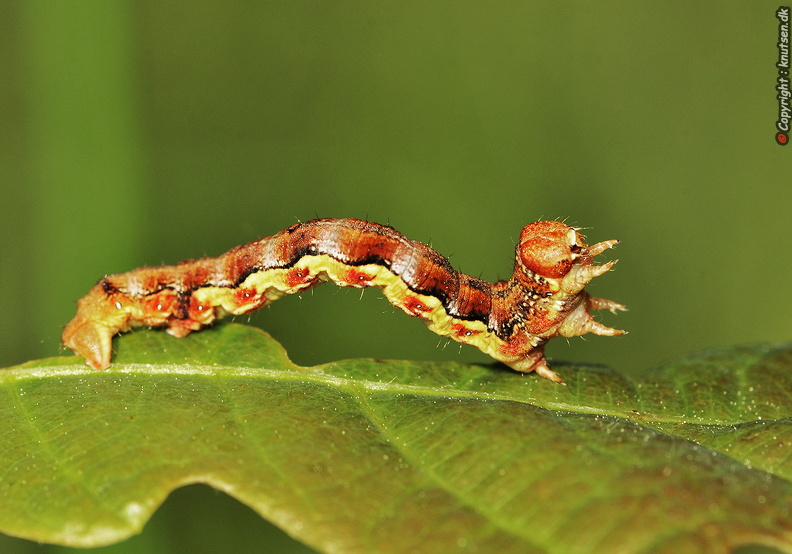 _DSC6642 Stor frostmåler (Erannis defoliaria).jpg