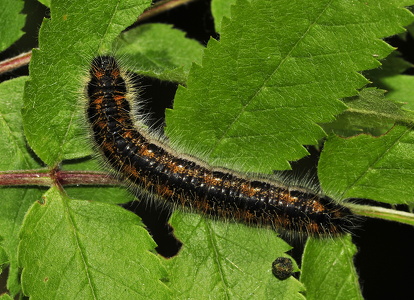 Sortåret Hvidvinge-larve (Aporia crataegi)