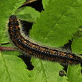 Sortåret Hvidvinge-larve (Aporia crataegi)