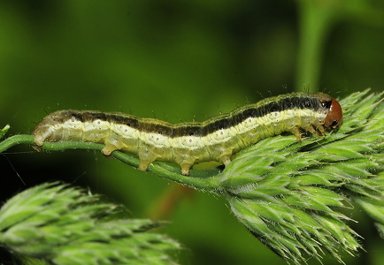 Sneppe-Stængelugle (Apamea scolopacina)