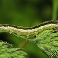 Sneppe-Stængelugle (Apamea scolopacina)