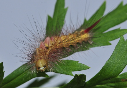 Bøgenonnelarve (Calliteara pudibunda)