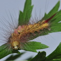 Bøgenonnelarve (Calliteara pudibunda)