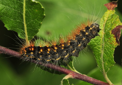 Guldlok-pelsuglelarve (Acronicta auricoma)