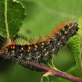 Guldlok-pelsuglelarve (Acronicta auricoma)