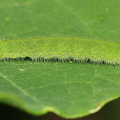 Lille Kålsommerfugl (Pieris rapae)