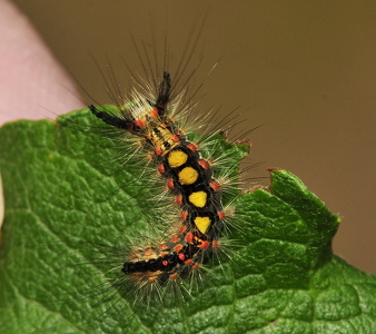 Lille penselspinder (Orgyia antiqua)