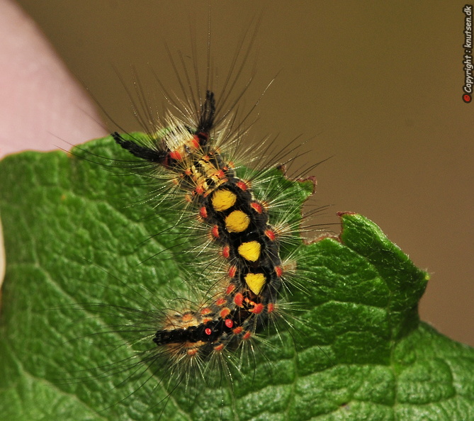 _DSC8842 Lille penselspinder (Orgyia antiqua).JPG