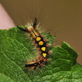 Lille penselspinder (Orgyia antiqua)