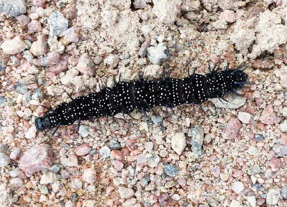 Dagpåfugleøje larve   (Aglais io)