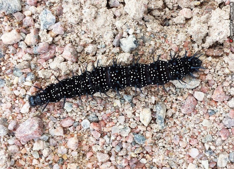 20160711_134519 Dagpåfugleøje larve   Aglais io.jpg