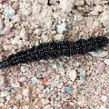 Dagpåfugleøje larve   (Aglais io)