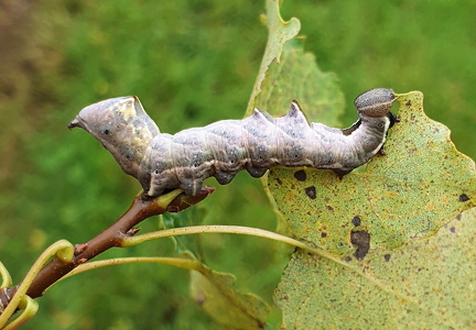 Zigzagspinder  (Notodonta ziczac)