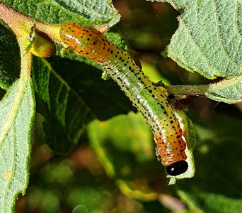 Euura miliaris