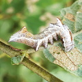 Zigzagspinder  (Notodonta ziczac)