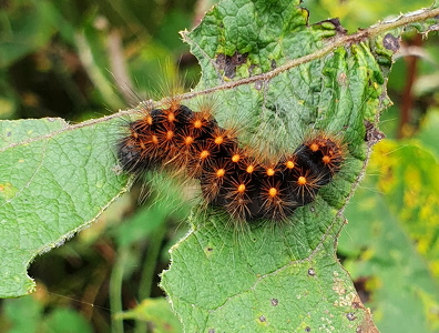 Guldlok-Pelsugle (Acronicta auricoma)