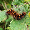 Guldlok-Pelsugle (Acronicta auricoma)