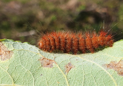 Grå Tigerspinder (Diaphora mendica)