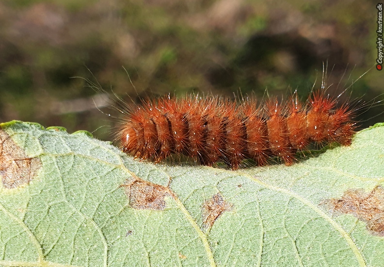 20190912_142928 Grå Tigerspinder (Diaphora mendica).jpg
