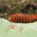 Grå Tigerspinder (Diaphora mendica)