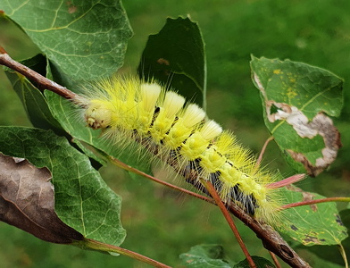 Bøgenonne (Calliteara pudibunda)