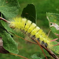 Bøgenonne (Calliteara pudibunda)