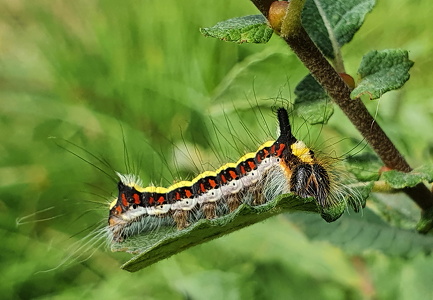 Psi-ugle (Acronicta psi)