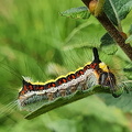 Psi-ugle (Acronicta psi)