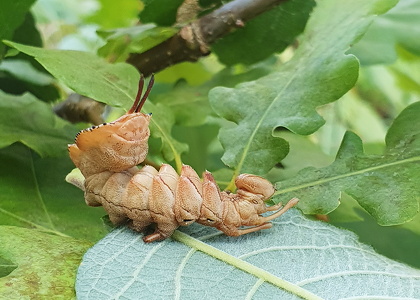 Bøgespinder (Skovdjævel) Stauropus fagi