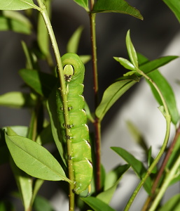Ligustersværmer (Sphinx ligustri)