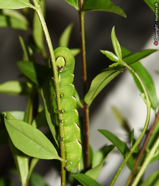 DSC_0011Ligustersværmer Sphinx ligustri.JPG